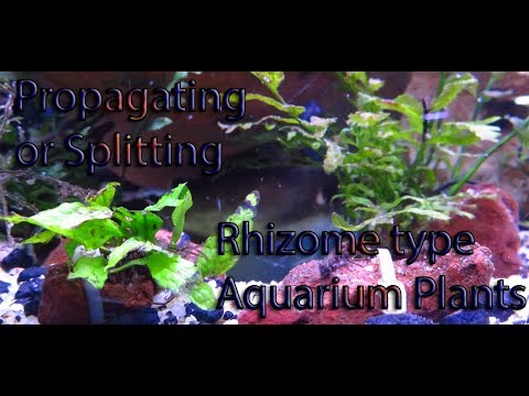 Propagating/splitting Rhizome Aquarium Plants: Java Ferns, Anubias, Bolbitus, Bucephalandra.