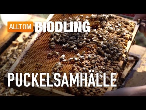 Puckelsamhälle - Biodling