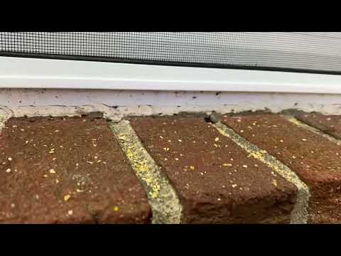 Exterminating Smelly Odorous House Ants at a Commercial Property in Morganville, NJ