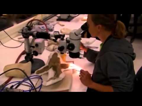 Jagd auf die monster der urzeit doku deutsch