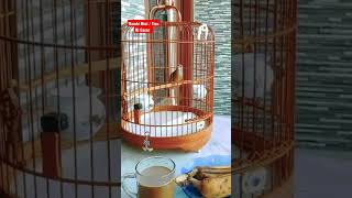 Download lagu Wambi Mini Tieu Mi Gacor Siap Jadi Guru Vocal Full isian mp3 Download lagu Wambi Mini Tieu Mi Gacor Siap Jadi Guru Vocal Full isian mp3