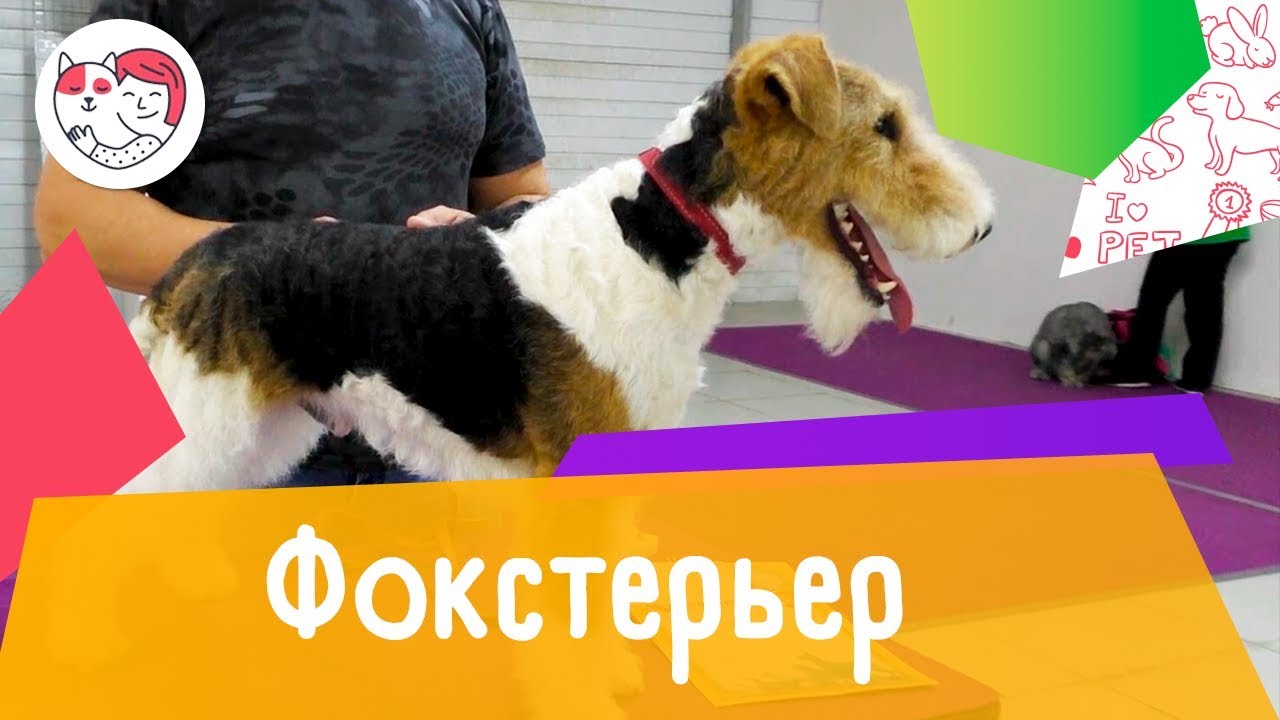 Фокстерьер. Особенности, уход