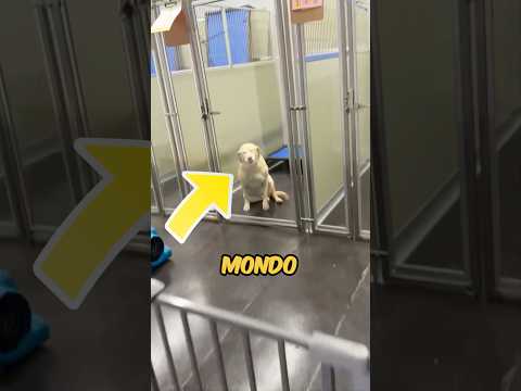 The AMAZING REACTION of a DOG as soon as he was ADOPTED! ❤️ #viral