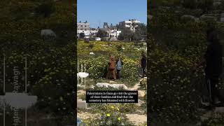 Download lagu Palestinians in Gaza go visit the graves and find that the cemetery has bloomed with flowers #gaza mp3