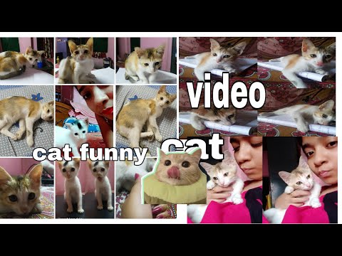 CAT FUNNY VIDEO!! MY CAT!! HOME CAT!! CAT LOVER!! SUMANA!! 2020