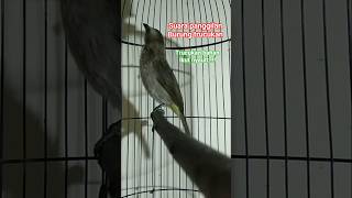 Download lagu trucukan memangil lawan. #trucukangacor #ropel #kicaumania #kicaumanianusantara #bahanombyokan mp3