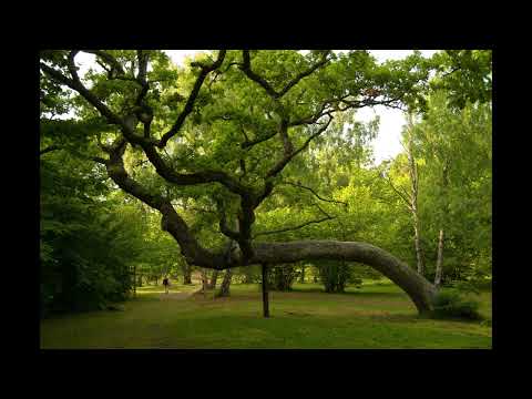 Gotska Sandön. Birdland - A grove of trees. Slideshow.