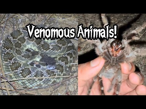 Snakes, Scorpions, Tarantulas, and More! - Halloween Herping in San Diego, Southern California