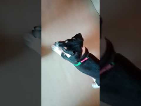 3 dogs at choton's house