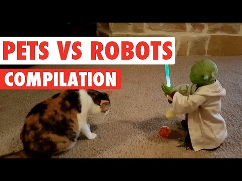 Funny animal videos - Pets And Toys