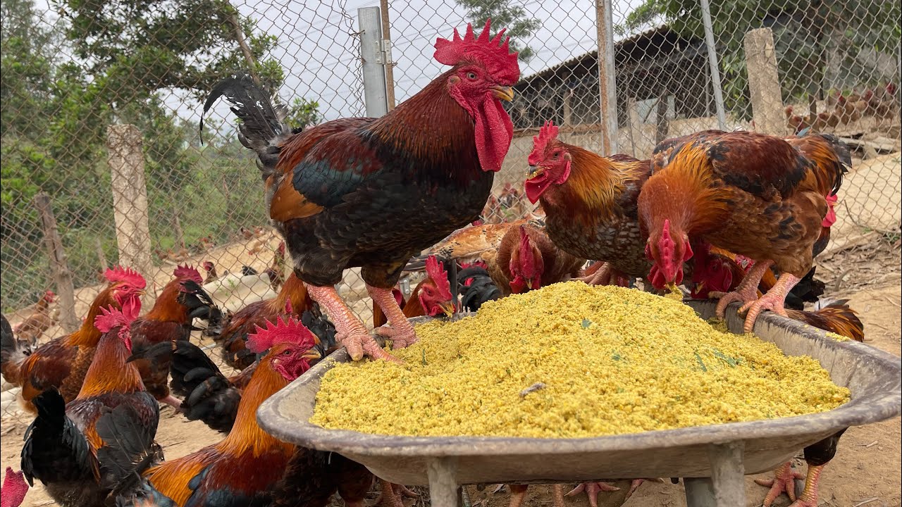 How to raise egg-laying chickens - Harvesting eggs - organic chicken feed - chicken farm.