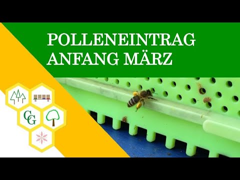 Was tut sich bei den Bienen Anfang März