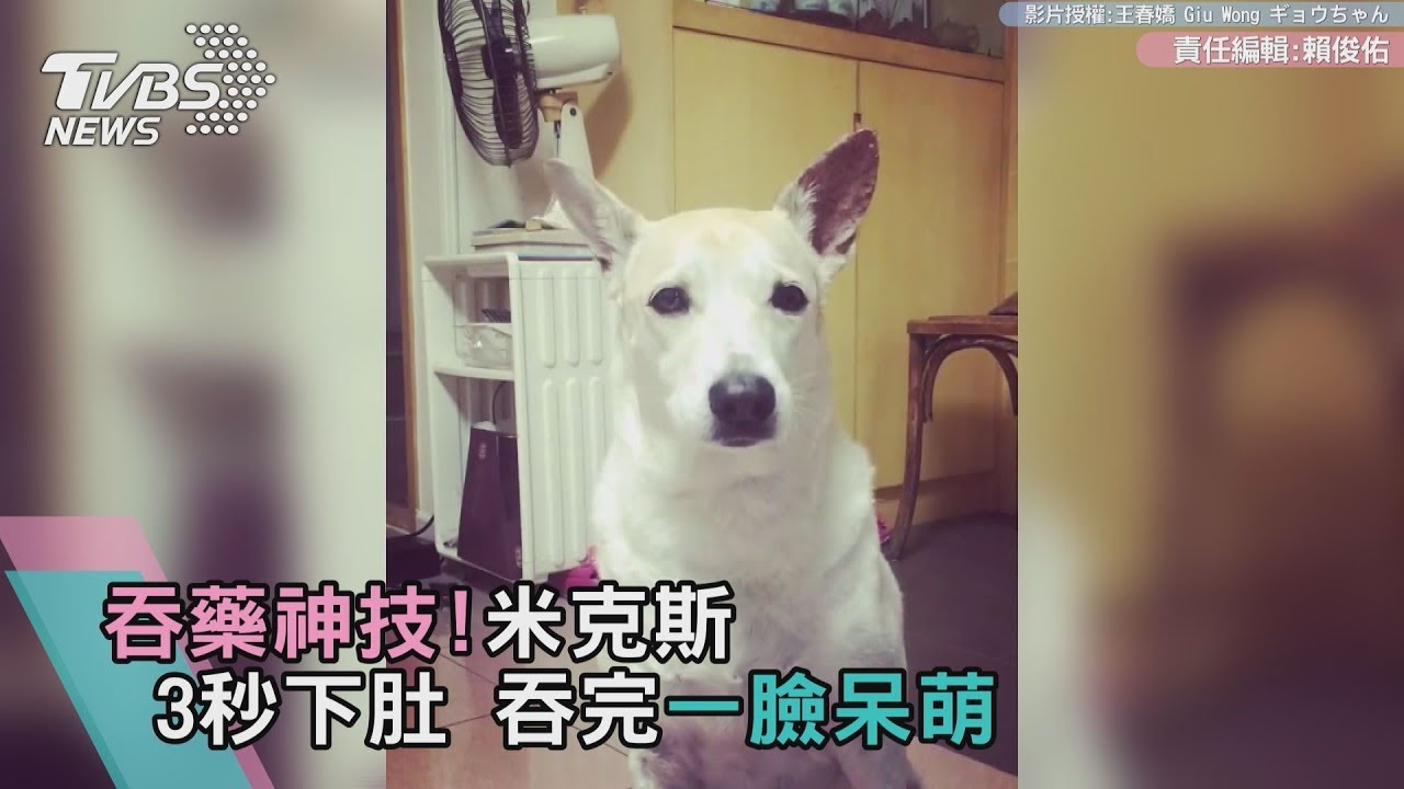 吞藥神技!米克斯3秒下肚 吞完一臉呆萌