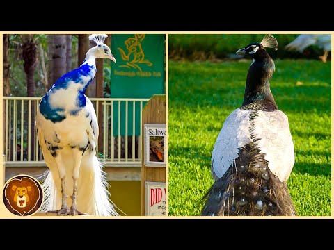 Top 12 der schönsten Pfauen der Welt