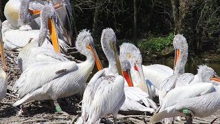 preview picture of video 'Pélican Frisé au Parc des oiseaux'
