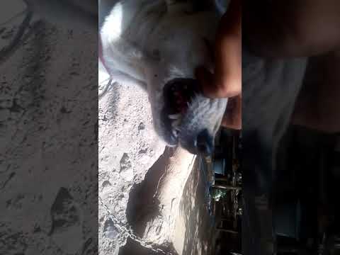 Kiranya anjing rabies ternyata anjing seperti umumnya dan sangat jinak dan luju