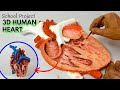 Human Heart 3D Model For School Project Heart Model Circulatory System Model DIY Heart Model