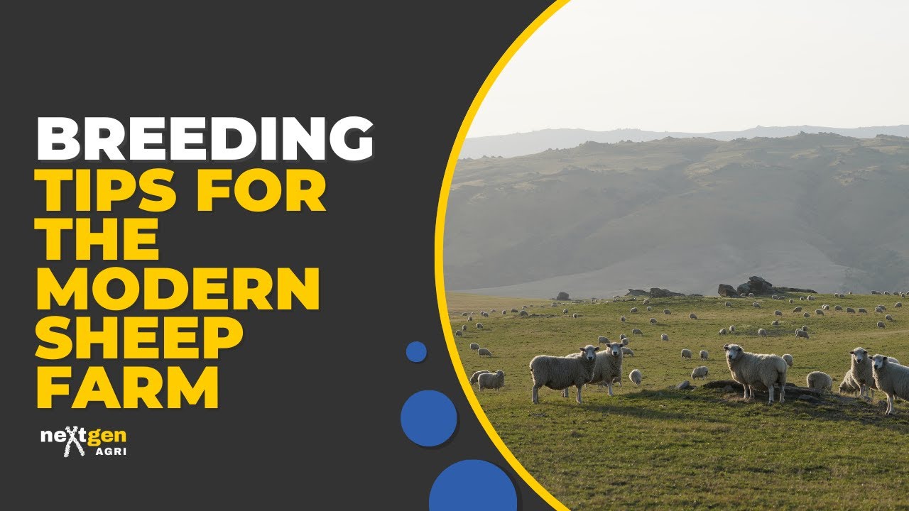 Transform Your Flock: Breeding tips for the modern sheep farm