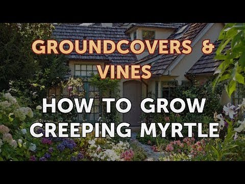 How to Grow a Trumpet Vine