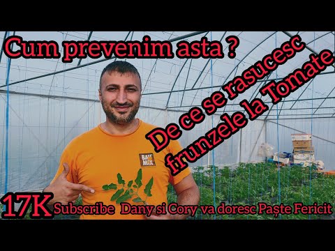 , title : 'Probleme la rosii De ce se rasucesc frunzele la tomate cauzele principale'