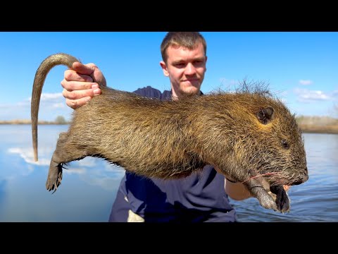 These Giant Invasive Rats are Destroying Louisiana!