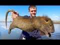 These Giant Invasive Rats are Destroying Louisiana! - Kendall Gray These Giant Invasive Rats are Destroying Louisiana!