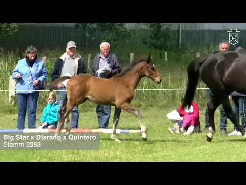 Fohlenprämierung Föhr 2020 | Stute | St. 2383 | Big Star x Diarado x Quintero | Gabriele Block
