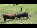 Vache D Hérens Hérens Cattle