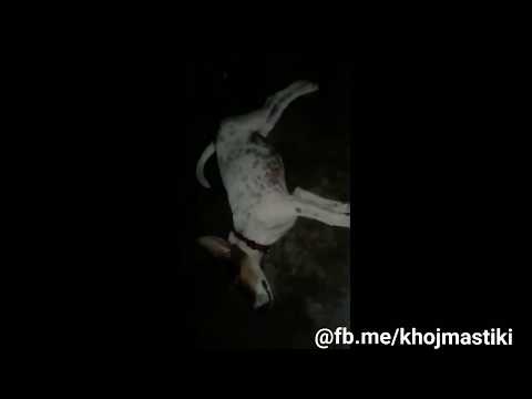 khujli Rani || Arunachalee Guy Cute Rap for his Pet ChuChu😘
