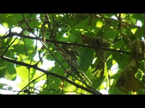 Vireo.avi