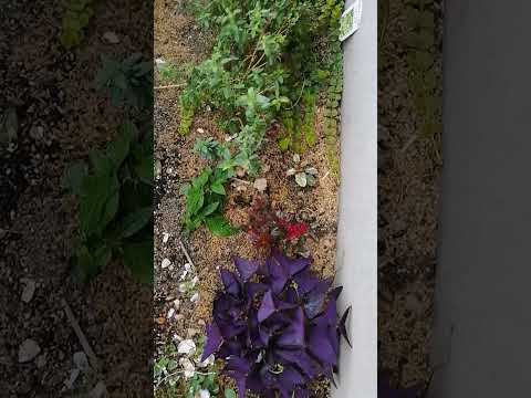 耐寒性多年生植物 多年生ハイビスカス