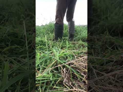 ジャガイモの準備: オプションの概要 植物