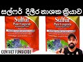 සල්ෆර් දිලීර නාශකයේ ක්‍රියාකාරීත්වය 