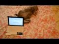 Колыбельная музыка для кота 