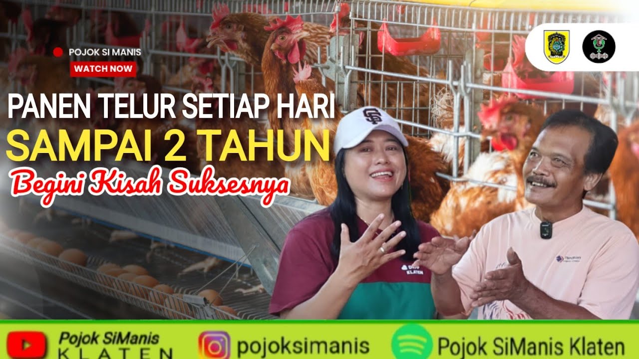 RAHASIA PANEN TELUR TIAP HARI SAMPAI 2 TAHUN