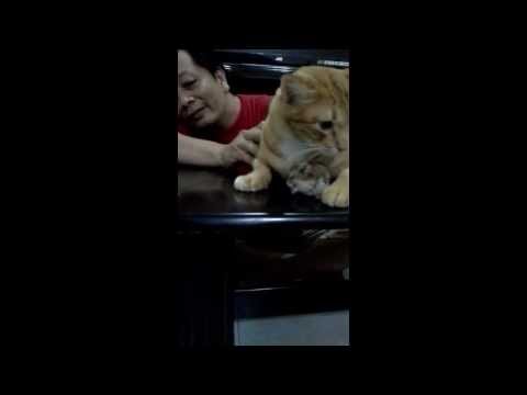 Cat & Hamster Can Be Friends