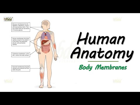 Human Anatomy - Body Membranes (Easy explanation for Medical and Allied Healthcare Students..)