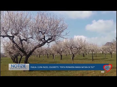 PUGLIA. CLIMA PAZZO, COLDIRETTI: FINTA PRIMAVERA MANDA NATURA IN TILT