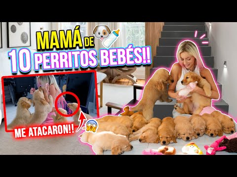 24 HORAS SIENDO MAMÁ DE 10 PERRITOS GOLDEN BEBÉS!!!🐶🍼💘 AYUDA!!!🙆🏼‍♀️🍼 | Katie Angel