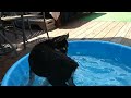 Funniest Home Videos AFV Season 33 Episode 03 Dizzy Shepsky Falls Out Of Pool Full Video Part 2
