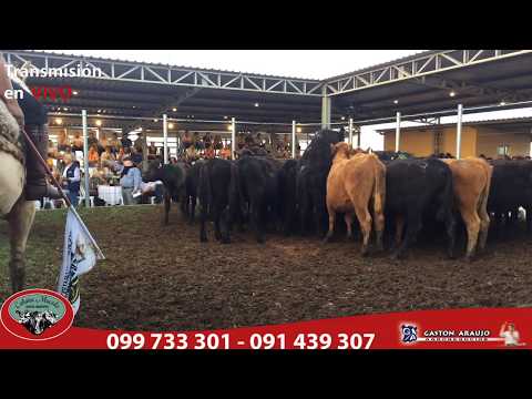 Emisión en vivo - Cabaña Macedo - 4to remate anual