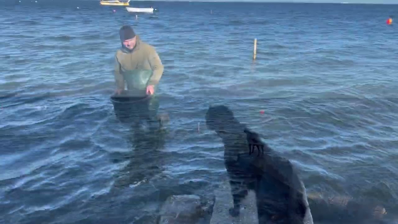 Lille film om fjordrejer