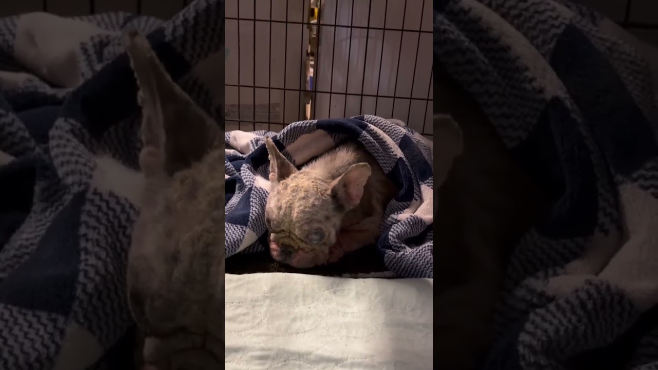 This Abandoned Pup video