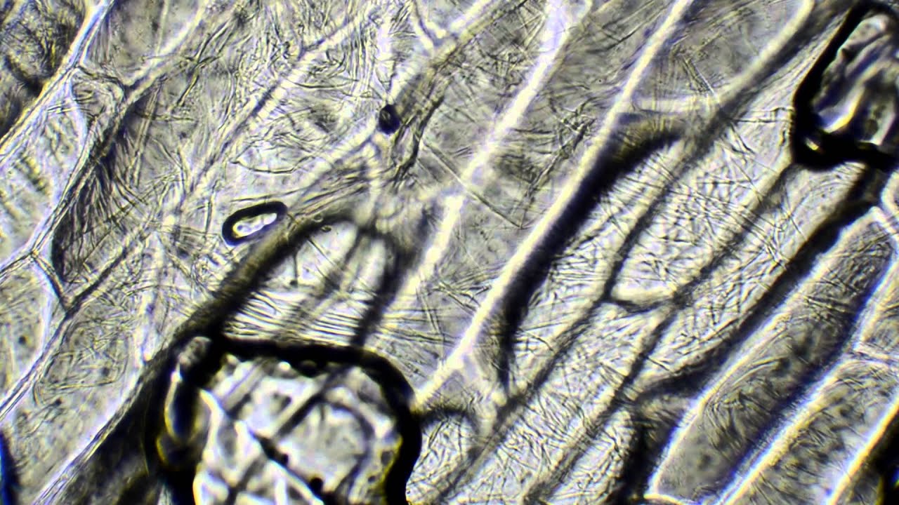 Onion cells under a microscope 400x 1000x