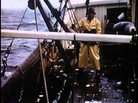 Scallop Fishing on the Ursula M Norton - 1951
