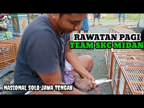 ngintip rawatan pagi dari Pasukan team skc Medan di merpati balap nasional Solo Jawa Tengah 13 Jun