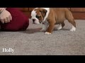 English Bulldog dogs for sale: Holly - Video 1