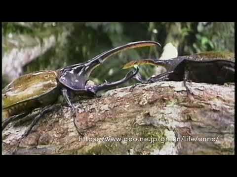 ヘラクレスオオカブトの喧嘩　Hercules beetle　fight