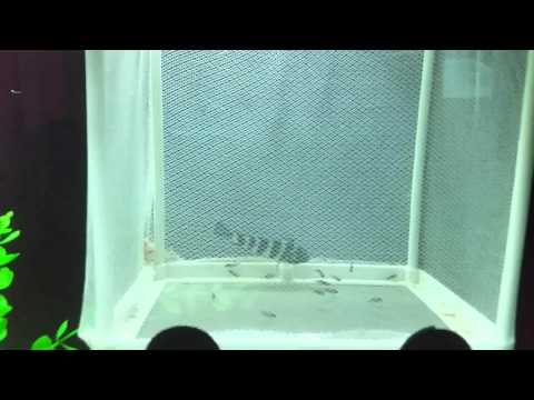 F1 demasoni and her new born f2 demasoni fry