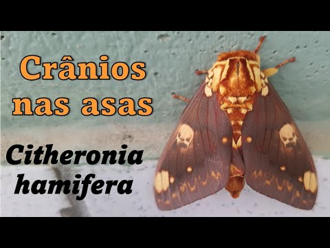 Essa mariposa tem caveiras desenhadas nas asas - Citheronia hamifera